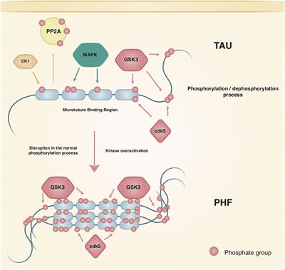 Tau Phosphorylation in Female Neurodegeneration: Role of Estrogens, Progesterone, and Prolactin